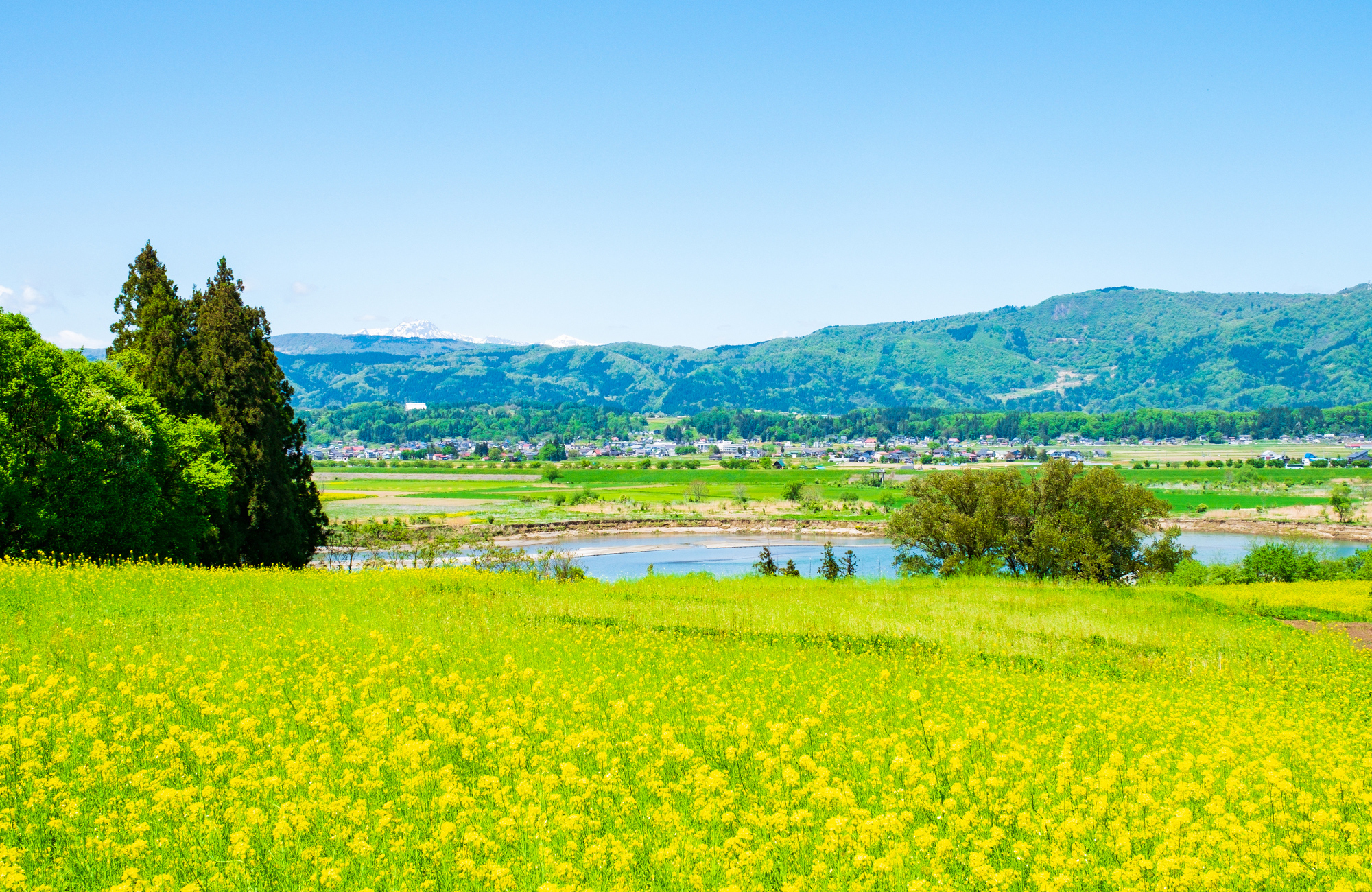 飯山市菜の花公園